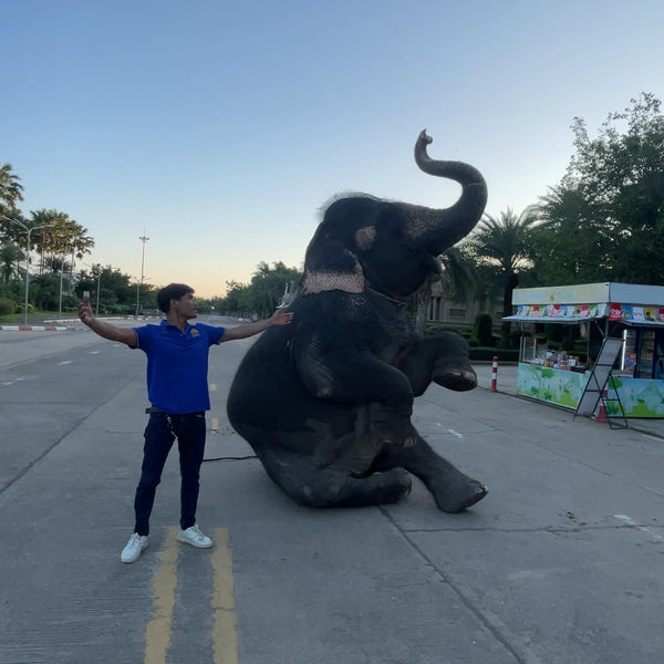 Person standing next to a large elephant on a road with trees and a small building in the background.