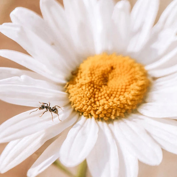 កែវថត Ulanzi 75MM 10X Super Macro Lens កែវថតទូរសព្ទ កែវថតទូរសព្ទខ្សែ 17MM ជាមួយឈុតសម្រាប់ iPhone 15 14 Sumsang