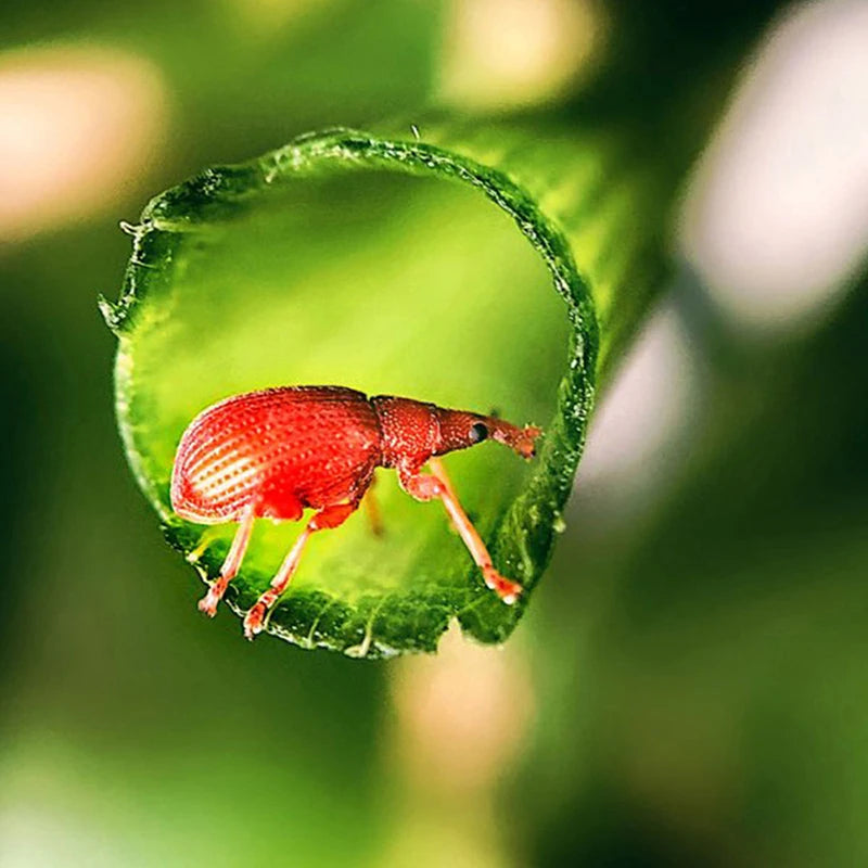 កែវថត Ulanzi 75MM 10X Super Macro Lens កែវថតទូរសព្ទ កែវថតទូរសព្ទខ្សែ 17MM ជាមួយឈុតសម្រាប់ iPhone 15 14 Sumsang