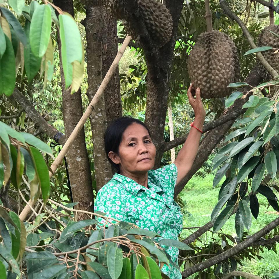 Woman picking a durian fruit from a tree in a lush green forest.