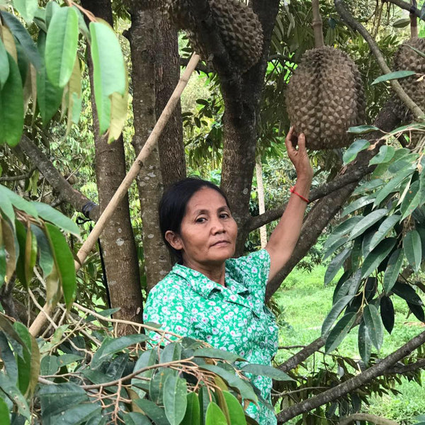 Woman picking a durian fruit from a tree in a lush green forest.