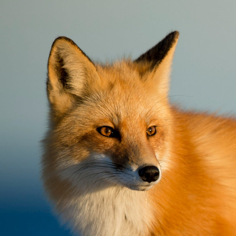 Close-up of a fox with a blurred blue background