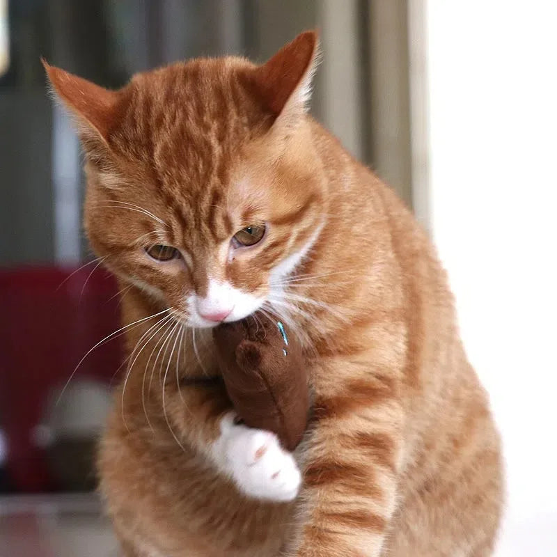 1pcCat Design Cat Teaser Toy Containing Squeaky Plush Pillow Toy Interactive Pet Supply Pet plush toys，Multiple colors available