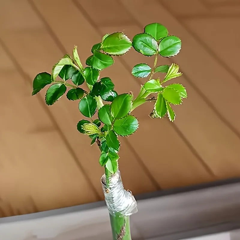 1pc PE Tape Adhesive Fruit Tree Grafting Tape,Stretchable & Self-Adhesive Film for Plant Protection and Wrapping.Tool Gardening