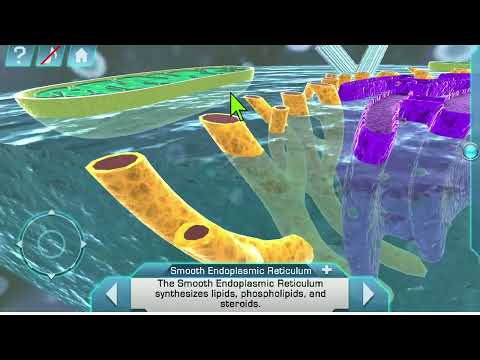 ថ្នាក់ទី១១ ជិវវិទ្យា ការប្រើប្រាស់កុំព្យូទ័របន្ទះ ជំនួយដល់ការបង្រៀនមុខវិជ្ជាវិទ្យាសាស្រ្ត និងគណិតវិទ្យា (STEM)