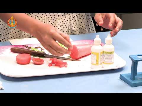 ថ្នាក់ទី១២ ជីវវិទ្យា ពិសោធន៍តាមគោលវិធីស្ទែម