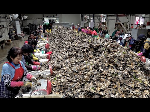 Amazing Oyster Mass Production Process. Huge Scale Korea Oyster Farming